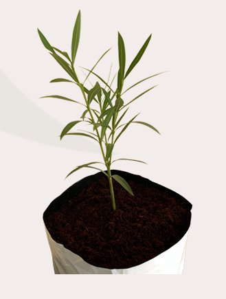 Open Top Grow Bag view 2