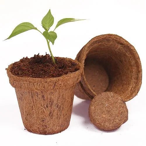 Coir Pot view 2
