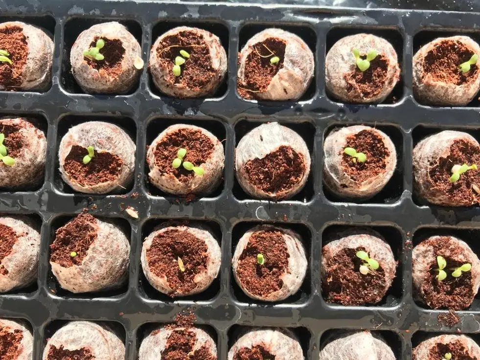 Coir Coin Disc  view 5